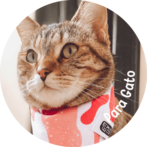 Placas para gato