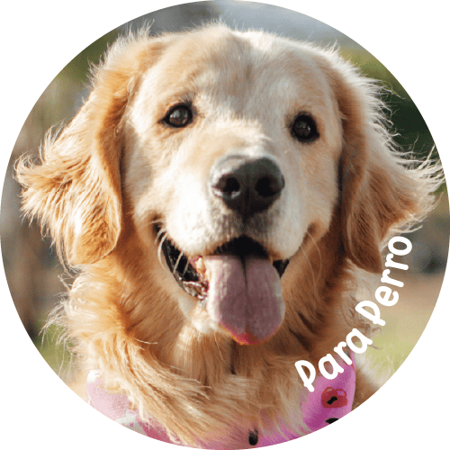 Placas para perro