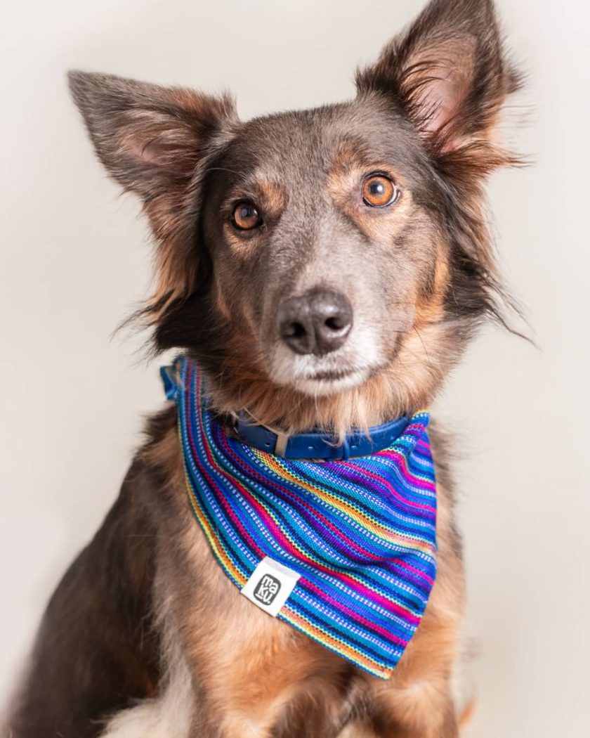 Bandana Jalapa | Pañuelo para mascotas de tela típica - Imagen 2