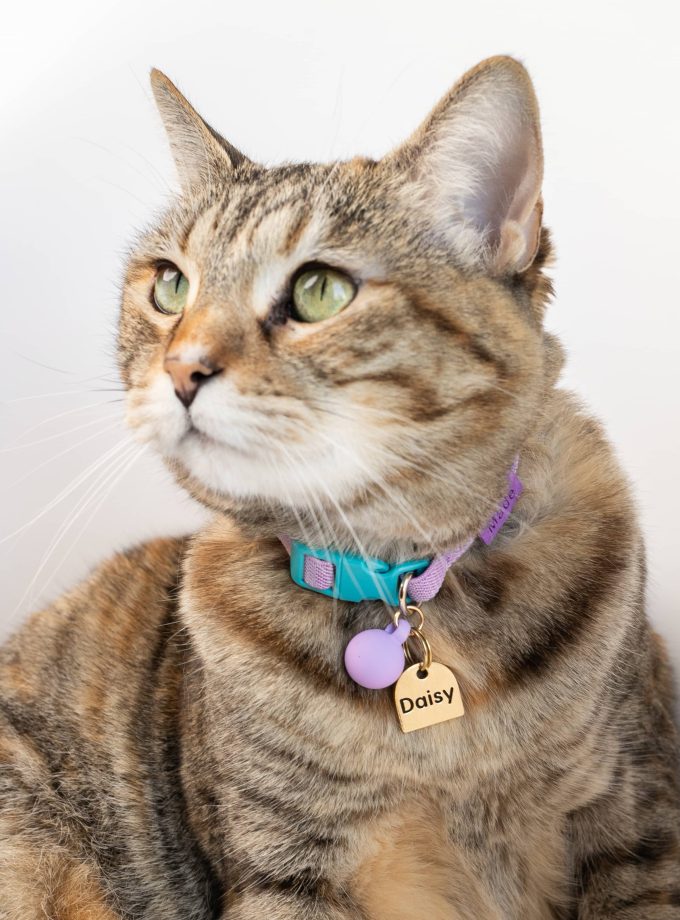 Plaquita de identificación personalizada en collar de perro, grabado con nombre y teléfono, hecha en Guatemala por Maku
