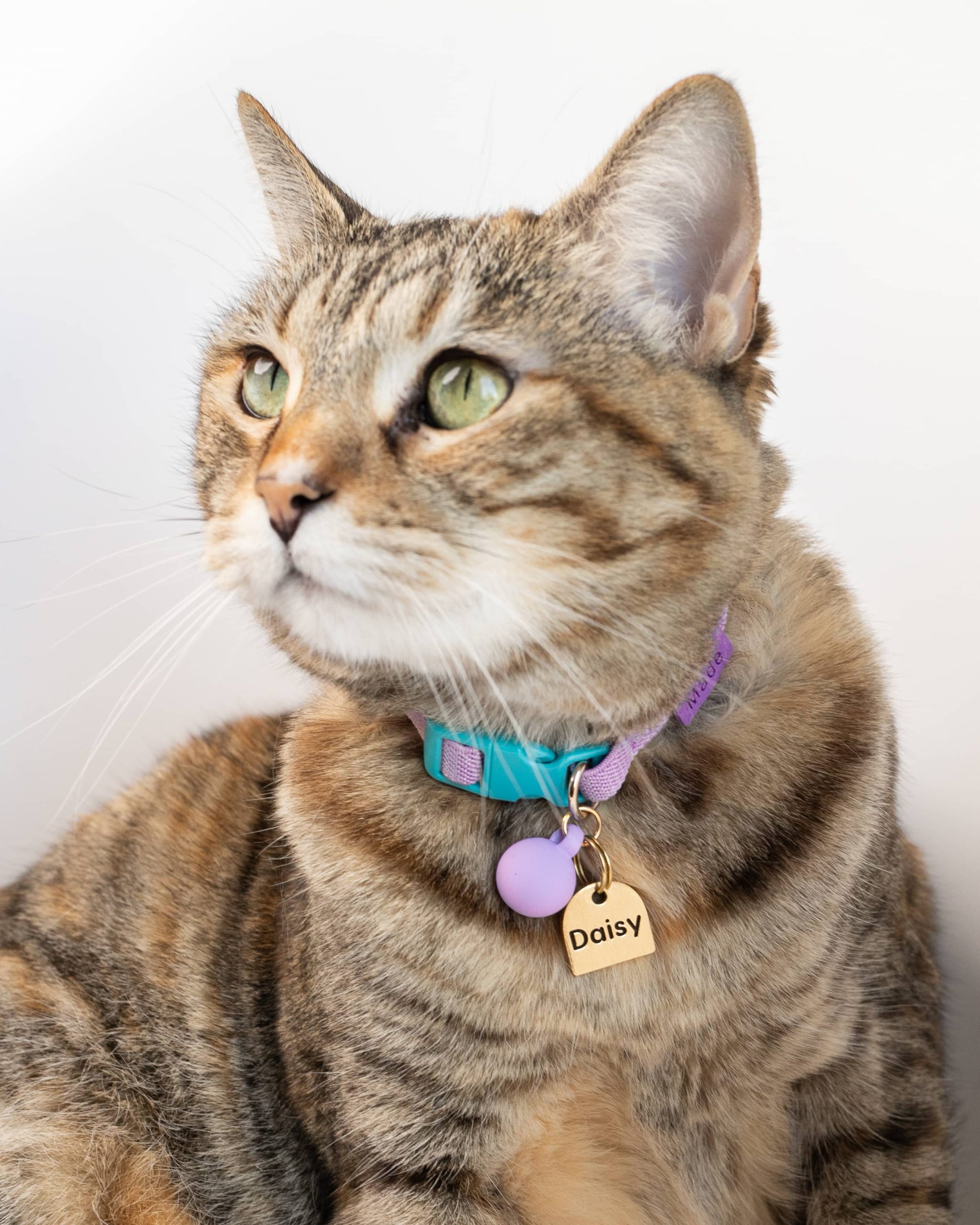 Kit collar para gato + plaquita personalizada - Imagen 3