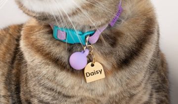 Plaquita de identificación para perro o gato: qué es, para qué sirve y cómo elegir la correcta